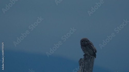 Little owl Athene noctua perched on wooden post in twilight with copy space. Wild bird in natural habitat suitable for nature photography background or environmental conservation concept.