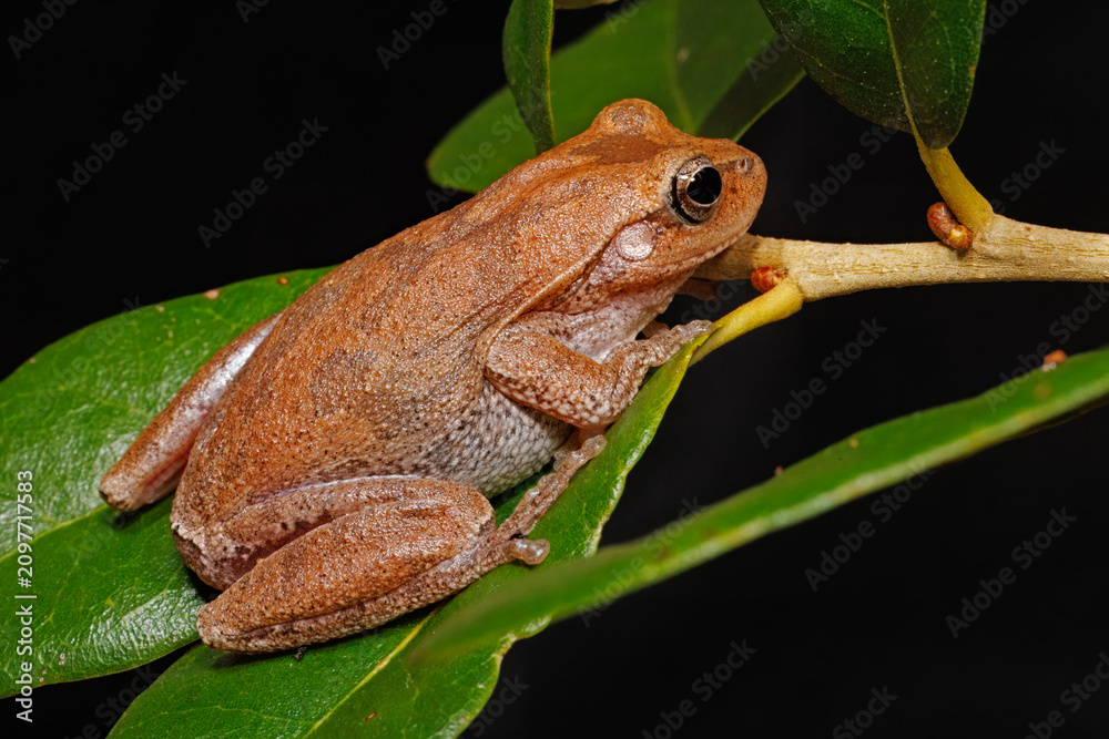 Obraz premium A pinewoods treefrog, Dryophytes femoralis, sitting on the leaf of a live oak tree