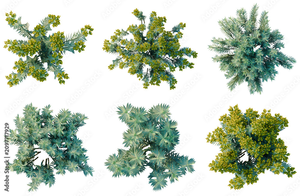 Fototapeta premium Set of Euphorbia rigida tree plan, top view, cutout, transparent background, isolate, Collection of Various Evergreen Shrubs - Perfect for Landscaping and Nature Designs