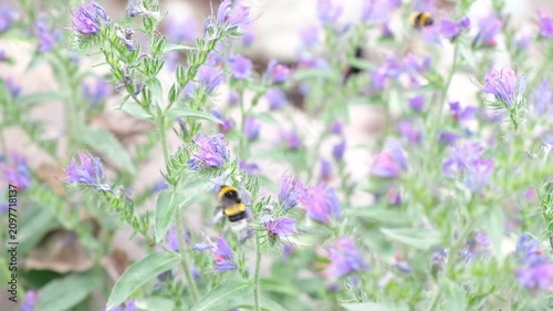 Bumblebee pollinating purple wildflowers in a sunny green field. Close up commercial background suitable for sustainability, eco friendly concepts, agriculture, and summer nature themes.