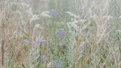 Wild chives and field flowers growing in a meadow. Pastel tone natural background for eco friendly branding, cosmetic product placement or gentle summer travel lifestyle backdrop with copy space.