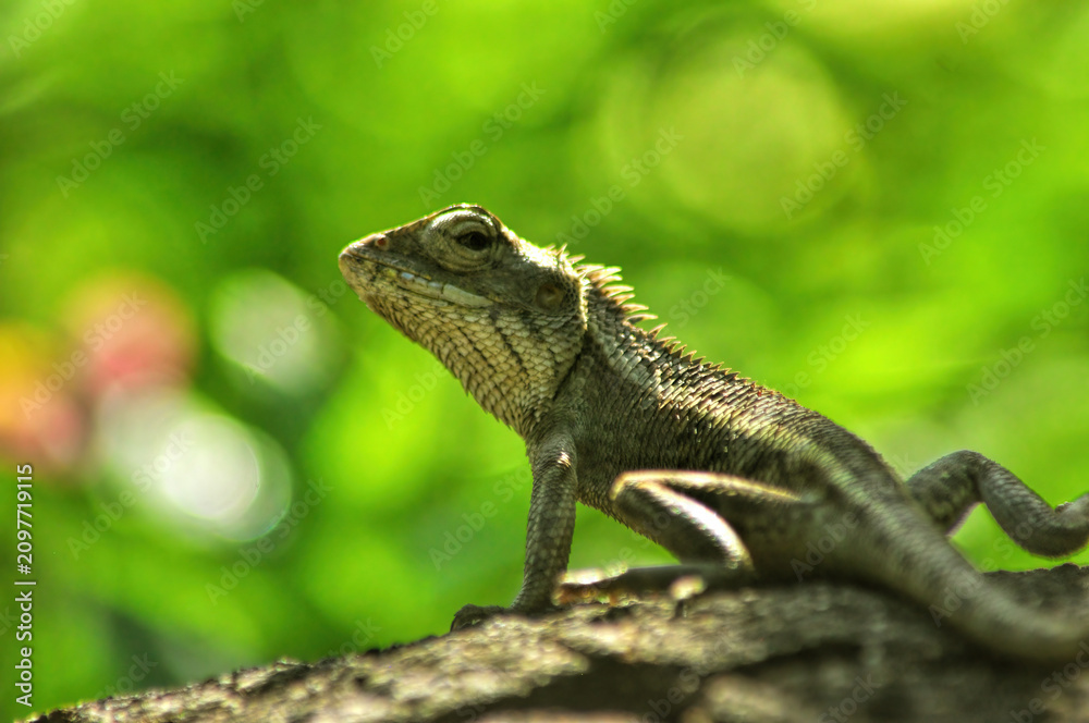 Fototapeta premium Garden Lizard Resting on Tree Trunk with Soft Green Bokeh Background