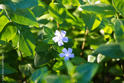 A field of small blue wildflowers amidst lush green foliage.