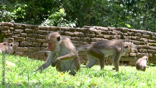 Family Group of Toque Macaques Feeding and Foraging Near Sigiriya Sri Lanka