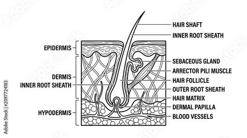 Foto Cross-section of human skin showing hair follicle anatomy and layers