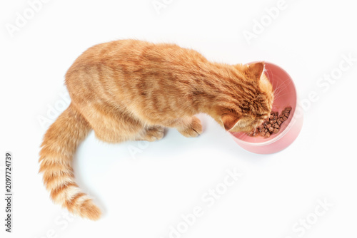 A tabby red kitten eats wet food from a bowl on white background close-up.