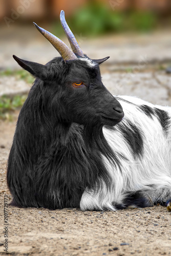 a black and white domestic goat resting peacefully on farm