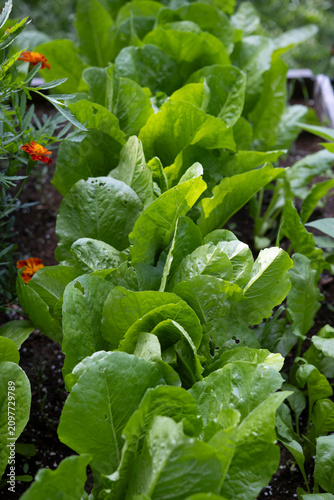 фотографія Rows of fresh romaine lettuce growing in a backyard vegetable garden