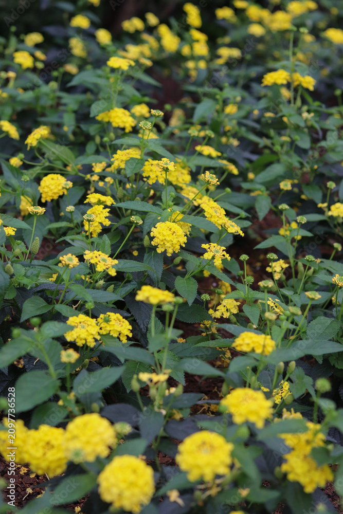 Obraz premium yellow flowers in the garden
