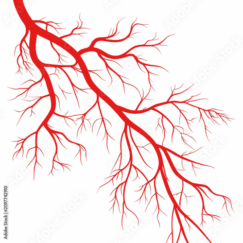 Картината върху платно Red Branching Human Blood Vessels Spreading and Tangled on a Plain White Backgro