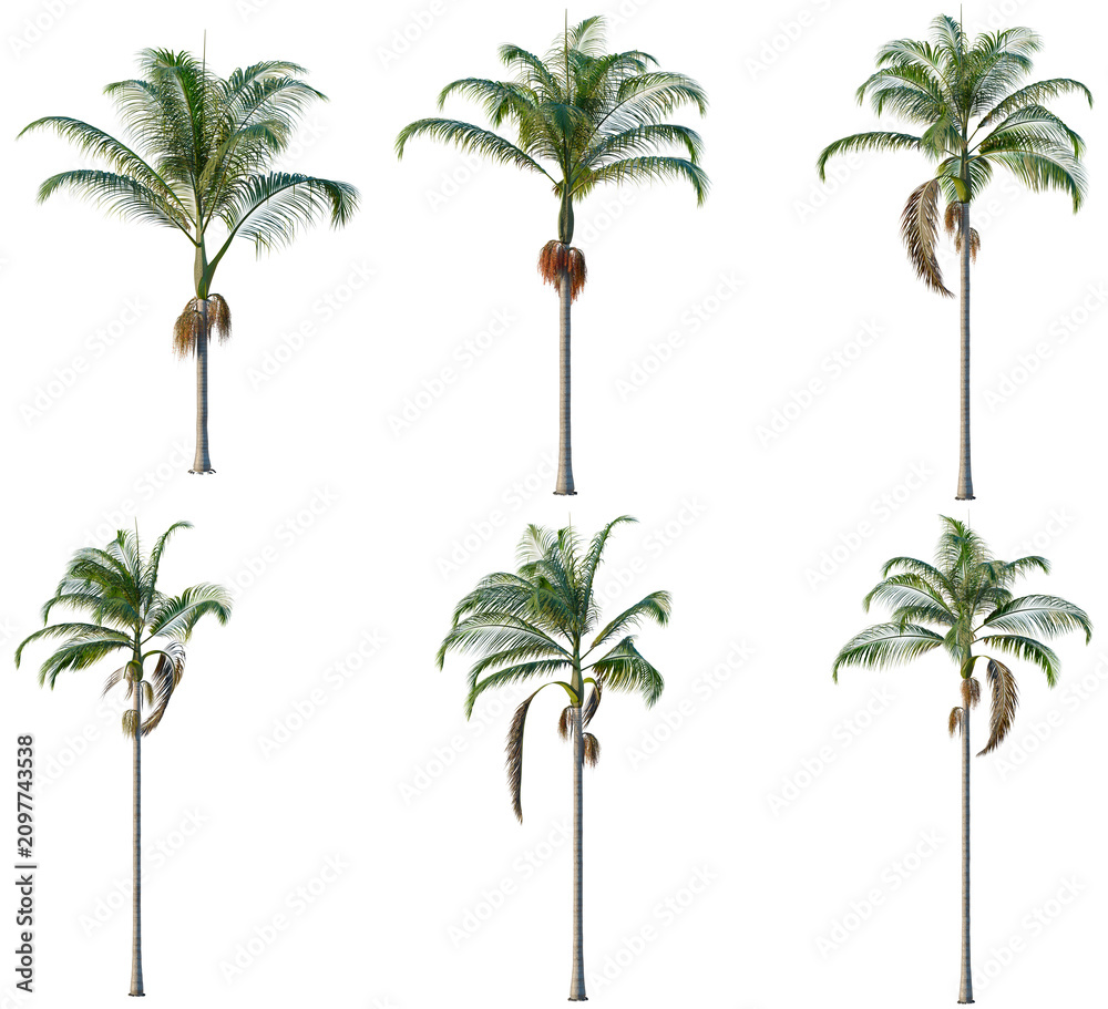 Obraz premium Set of Archontophoenix cunninghamiana tree, elevation, front view, cutout, transparent background, isolate