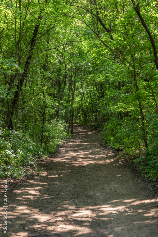 Fototapeta premium Forest path winding through vibrant green trees