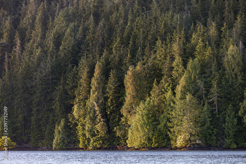 Evergreen trees standing on a mountain slope covered in sunshine