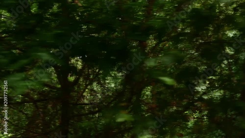 Lush green mixed forest with tall trees and dense undergrowth viewed from a smoothly moving camera panning left to right.