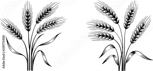 Foto Hand Drawn Wheat Ears Collection, Agricultural Grain Vector Illustration for Har