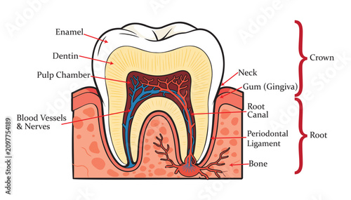 Foto Internal Structure Of Human Molar Tooth Vector Illustration               

Clin