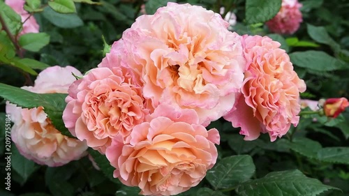 amazing pink-apricot color peony type rose Augusta Luise sort blossoming at cloudy day. close up