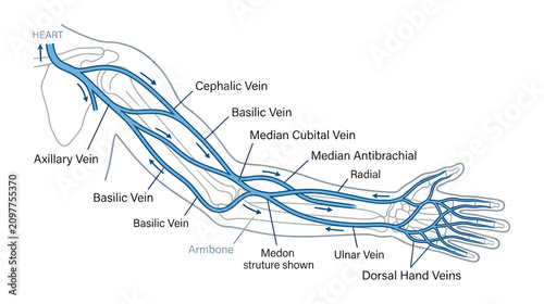 Quadro su tela Human Arm Vein Anatomy Diagram: Blood Circulation System Illustration
