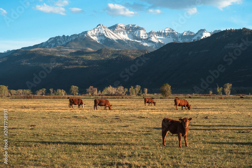 Cattle graze beneath the mountains in Ridgway, Colorado