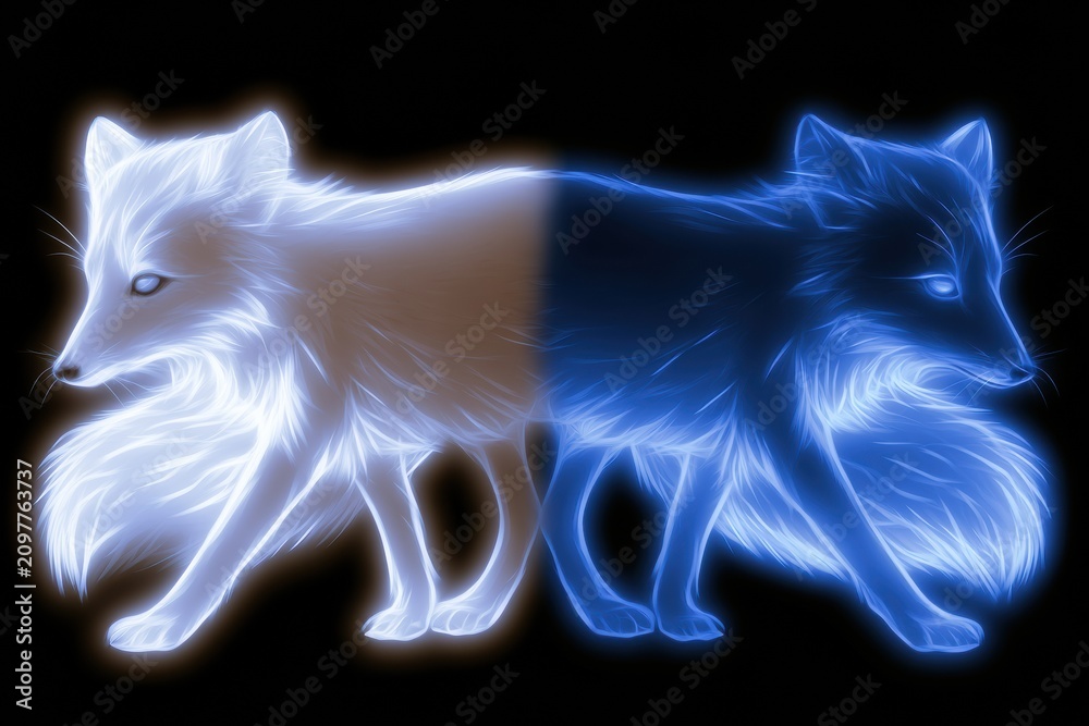 Fototapeta premium Two arctic fox forms stand side by side showing winter coat in white and summer coat in blue with a glowing effect on a dark background.