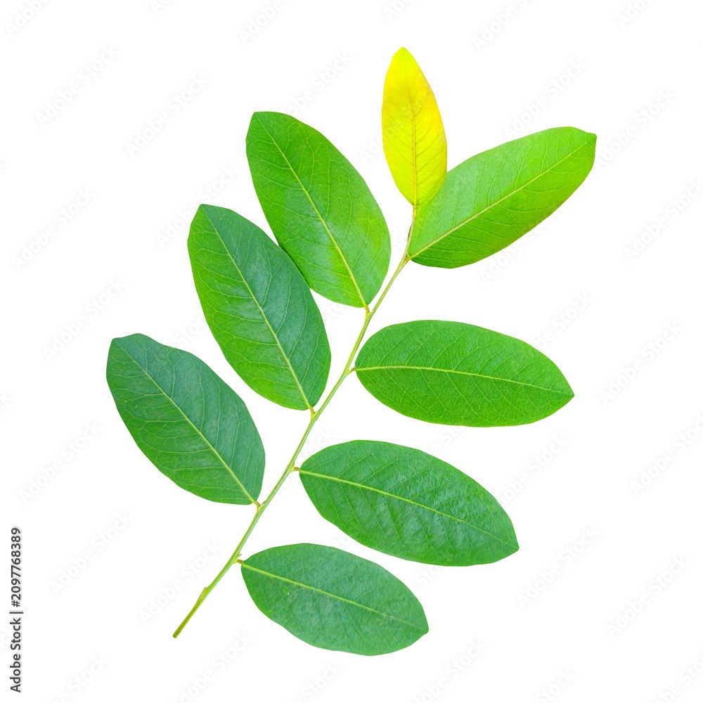 Fototapeta premium green leaves isolated on white background