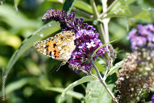 Foto Painted Lady (Vanessa cardui) butterfly perched on summer lilac in Zurich, Switz