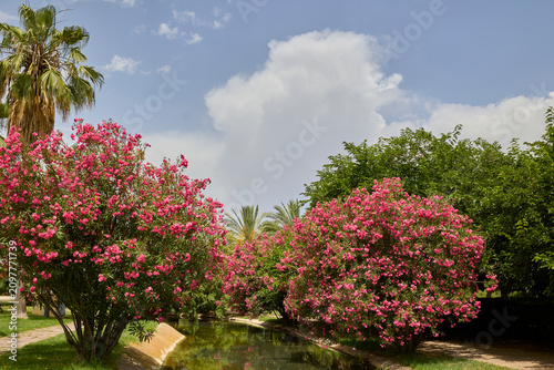 Blooming pink oleander shrubs reflected in canal at Valencia city park