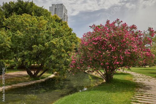 Flowering pink oleanders lining walkway beside canal in Valencia park