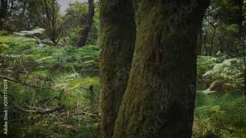 Exploring Brocéliande Forest in France