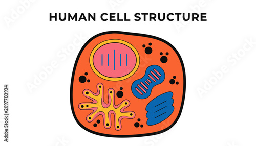 Canvas Print Very beautiful realistic vector illustration of a Human Cell Structure featuring