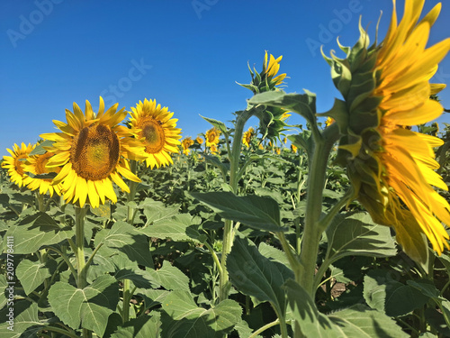 vivid and bright panorama of sunflowers against the blue sky