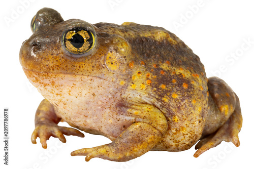 Cuadro en lienzo An Eastern Spadefoot Toad, Scaphiopus holbrookii, on white background