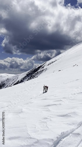 A dog enjoys playing in the snow among the mountains with clouds overhead