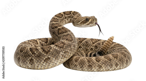 snake on white background