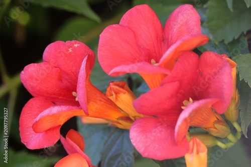 Campsis