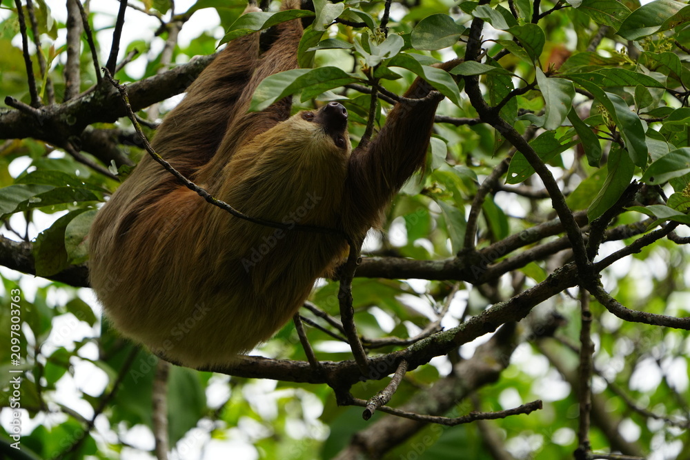 Obraz premium Wild sloth hanging from a tree branch on a university campus in San Jose, Costa Rica, showing tropical urban wildlife in a green natural setting.