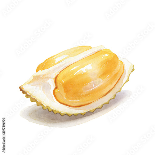 Принти на полотні A Ripe Durian Slice: A detailed watercolor illustration of a ripe durian fruit, showcasing its creamy yellow flesh encased in its characteristic spiky rind, presented in a mouth-watering close-up