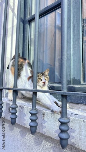 Photography cat in the window
