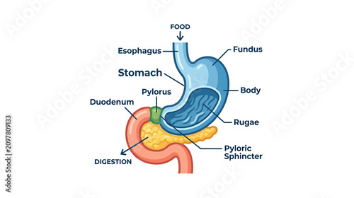 Foto Human Stomach Anatomy Diagram with Labels - Digestion Process