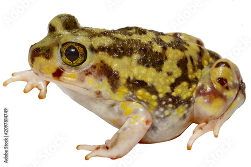 Fotografía An Couch's Spadefoot Toad, Scaphiopus couchii, on white background