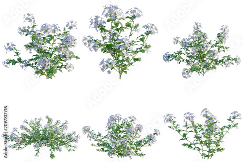 Foto Set of Plumbago auriculata tree, elevation, front view, cutout, transparent back