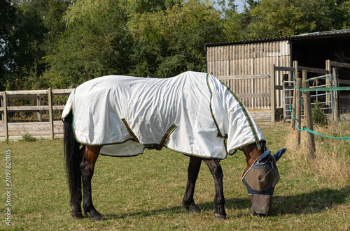 Horse grazing in the field in summer wearing a fly rug and fly mask to protect them from insects. Equestrian. 