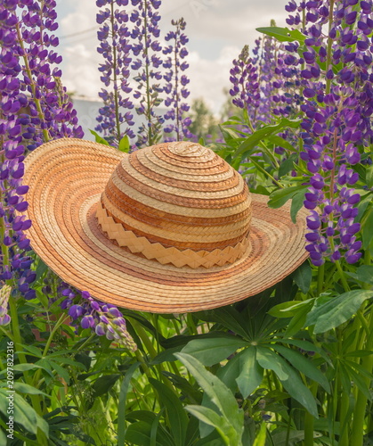 Summer landscape with lupines with a straw hat