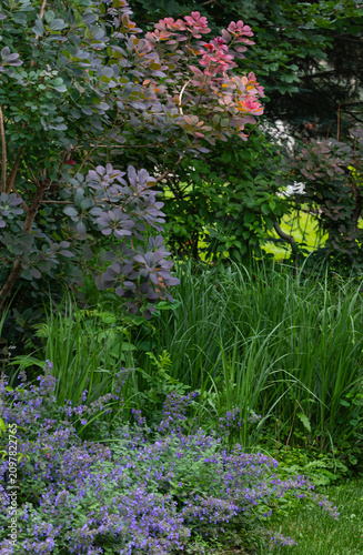 Lavender catmint spills beneath airy ornamental grasses and a glowing smoke bush, creating a richly layered summer scene filled with soft color, texture, and natural movement.