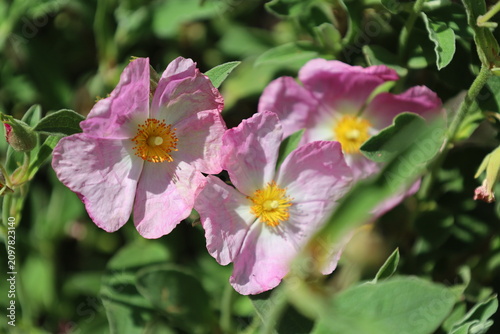 Pink Rockrose Flowers Blooming In Garden