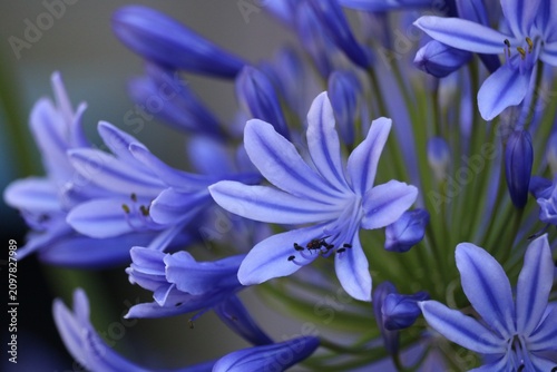 Slika na platnu Agapanthus umbellatus