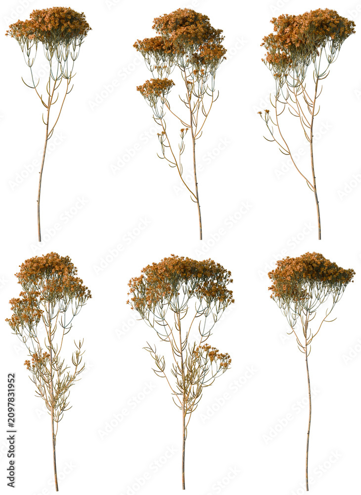Obraz premium Set of Verticordia nitens tree plan, top view, cutout, transparent background, isolate, Six Small Shrubs with Golden Foliage - Ideal for Landscape Design Elements and Botanical Graphics