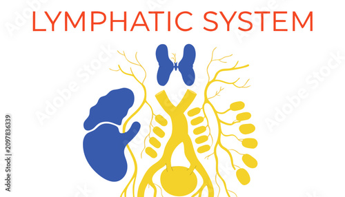 Photos Very beautiful realistic vector illustration of the Lymphatic System featuring lymph nodes, lymph vessels, spleen, thymus, and a bold label reading LYMPHATIC SYSTEM, isolated on white background
