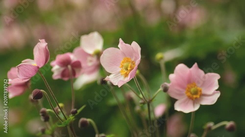 Pink anemone hupehensis flowers blooming and swaying in summer garden close up