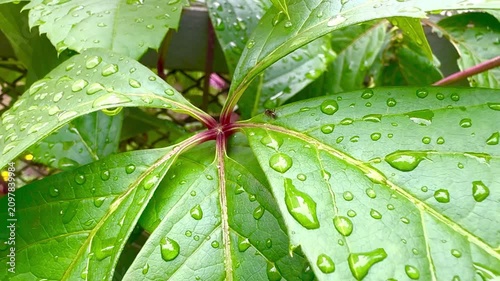 Close-up view of vibrant green leaves adorned with water droplets, highlighting their natural freshness and vitality, set against a blurred garden background with soft lighting enhancing the scene